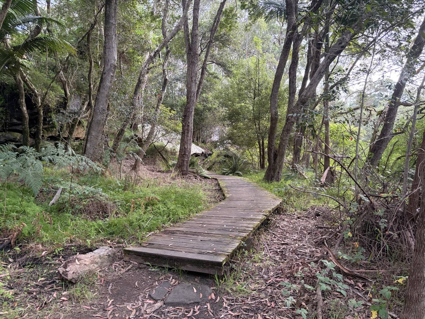 Boardwalk through the tidal mangroves at Buffalo Creek Reserve