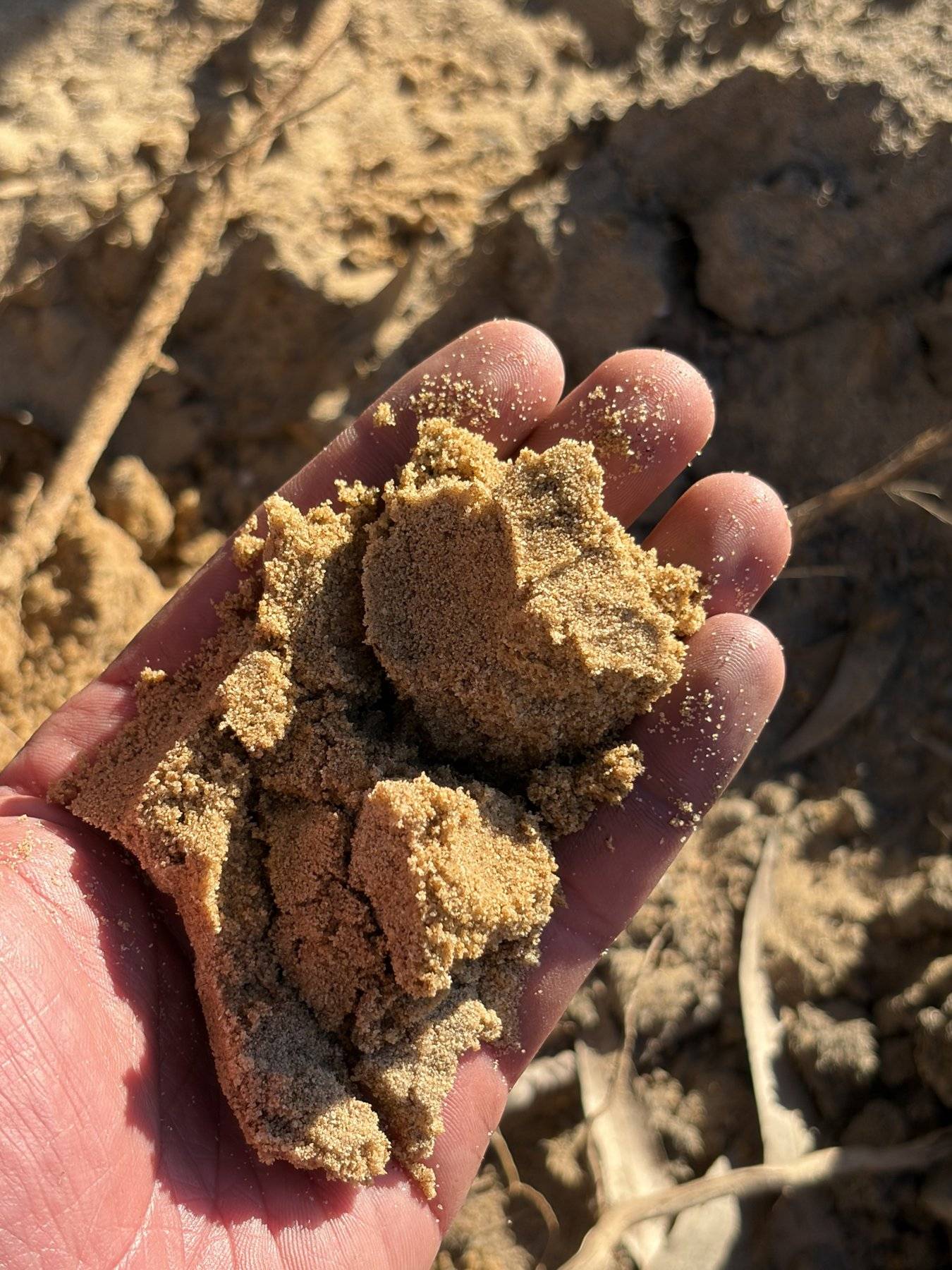 Sand sample read in the engineer’s hand at the borehole