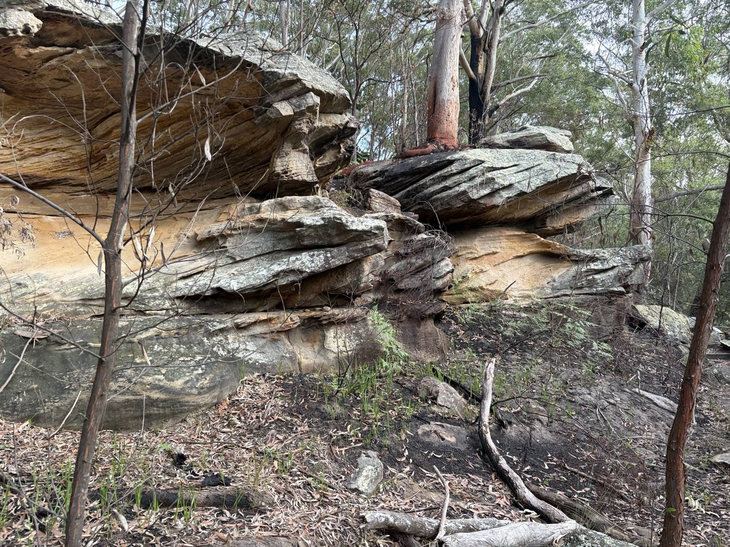 Layered sandstone outcrop above a Sydney site